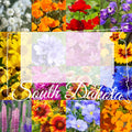 Wildflower Seed Mix 1/2 Pound - South Dakota Western Blend - Covers 1,600 sq ft