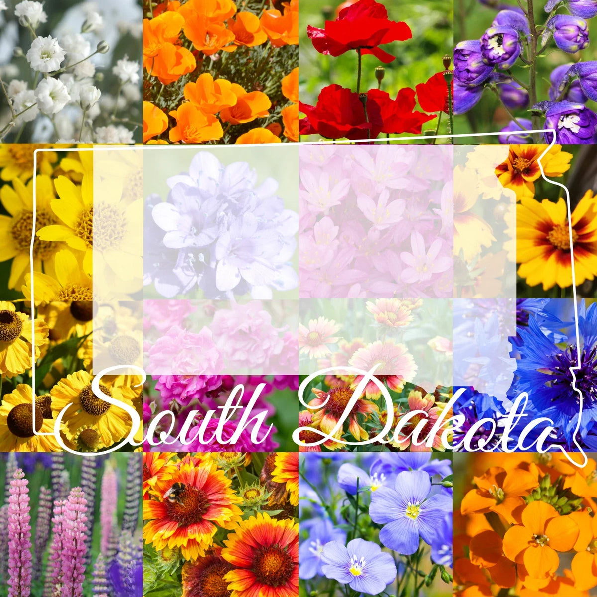 Wildflower Seed Mix 1/2 Pound - South Dakota Western Blend - Covers 1,600 sq ft