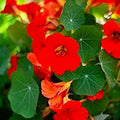 Nasturtium Flower Seeds | Empress of India Variety | Non-GMO Tropaeolum majus | Vibrant Edible Garden Seeds