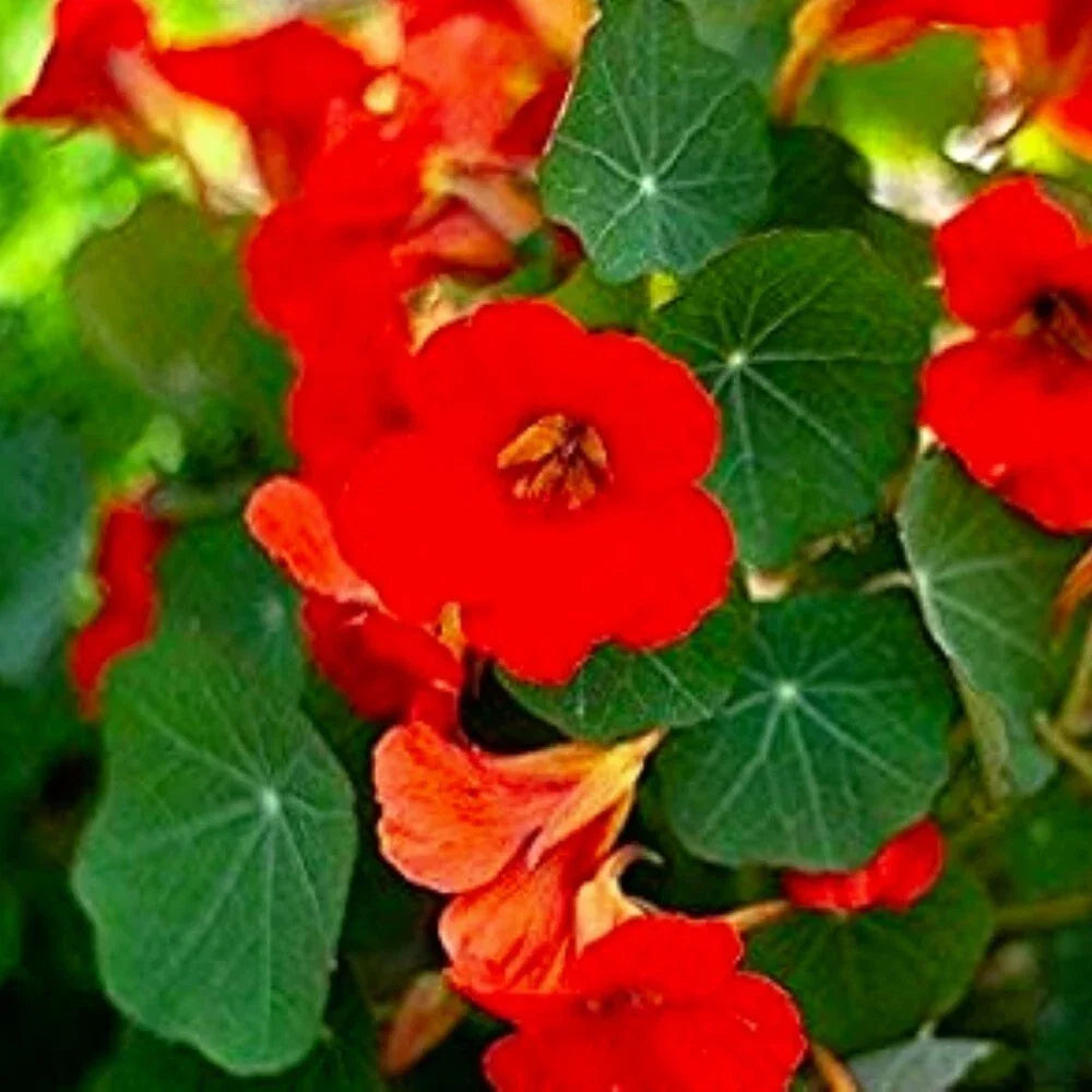 Nasturtium Flower Seeds | Empress of India Variety | Non-GMO Tropaeolum majus | Vibrant Edible Garden Seeds