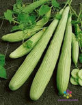 Armenian Pale Green Cucumber Seeds – Heirloom, Non-GMO, Cucumis sativus, 25+ Pack for Organic Home Gardening