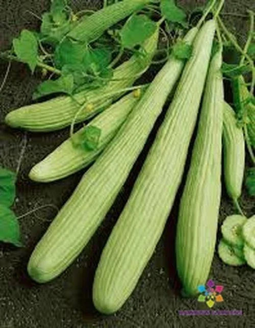 Armenian Pale Green Cucumber Seeds – Heirloom, Non-GMO, Cucumis sativus, 25+ Pack for Organic Home Gardening