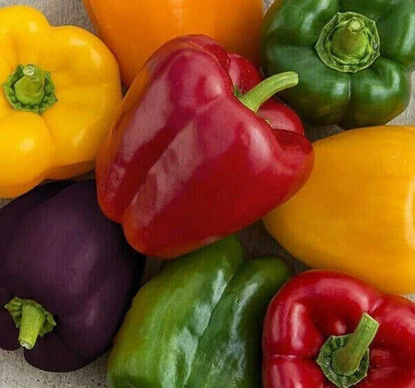 Rainbow Bell Pepper Seeds Mix - 30+ Non-GMO Seeds in Vibrant Red, Orange, Purple, Yellow, White - Capsicum annuum