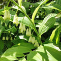 Bare-root Solomon's Seal Plant - Polygonatum biflorum - Native Perennial Herb for Shade Gardens