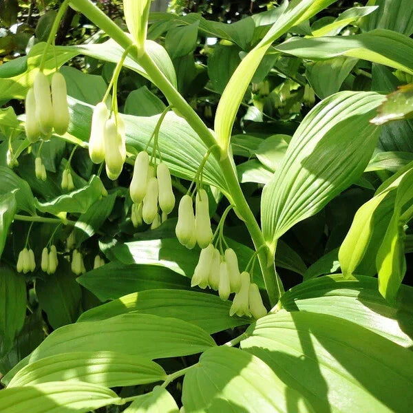 Bare-root Solomon's Seal Plant - Polygonatum biflorum - Native Perennial Herb for Shade Gardens