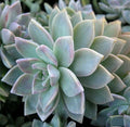 X-Large Graptopetalum paraguayense Unrooted Cutting - Succulent Plant for Wedding Favors, Home Decor, Crafting