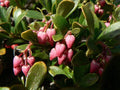 Bearberry Seeds for Planting, Ground Cover, Arctostaphylos uva-ursi, 30 Seeds
