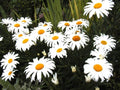 Daisy Seeds - Shasta Dwarf White Perennial - Leucanthemum superbum - 130 Seeds for Borders & Containers
