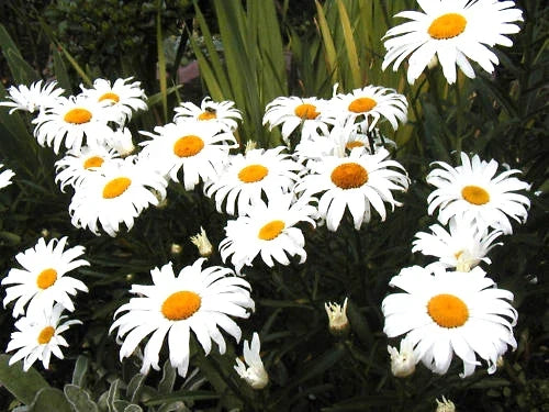 Daisy Seeds - Shasta Dwarf White Perennial - Leucanthemum superbum - 130 Seeds for Borders & Containers