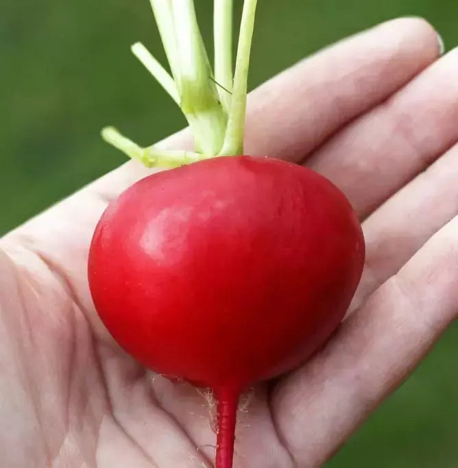 German Giant Radish Seeds - Organic Non-GMO Heirloom Raphanus sativus, 100+ Seeds for Salad and Garden
