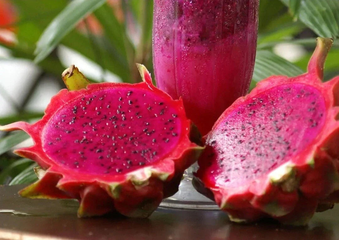 Red Dragon Fruit Seeds - Pitahaya hylocereus, Tropical Fruit Seeds, Bright Red, 50+ Seeds for Home Garden, Easy to Grow