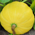 Yellow Paris Pumpkin Seeds Non-GMO Heirloom Cucurbita pepo Compact Bush Garden Seeds