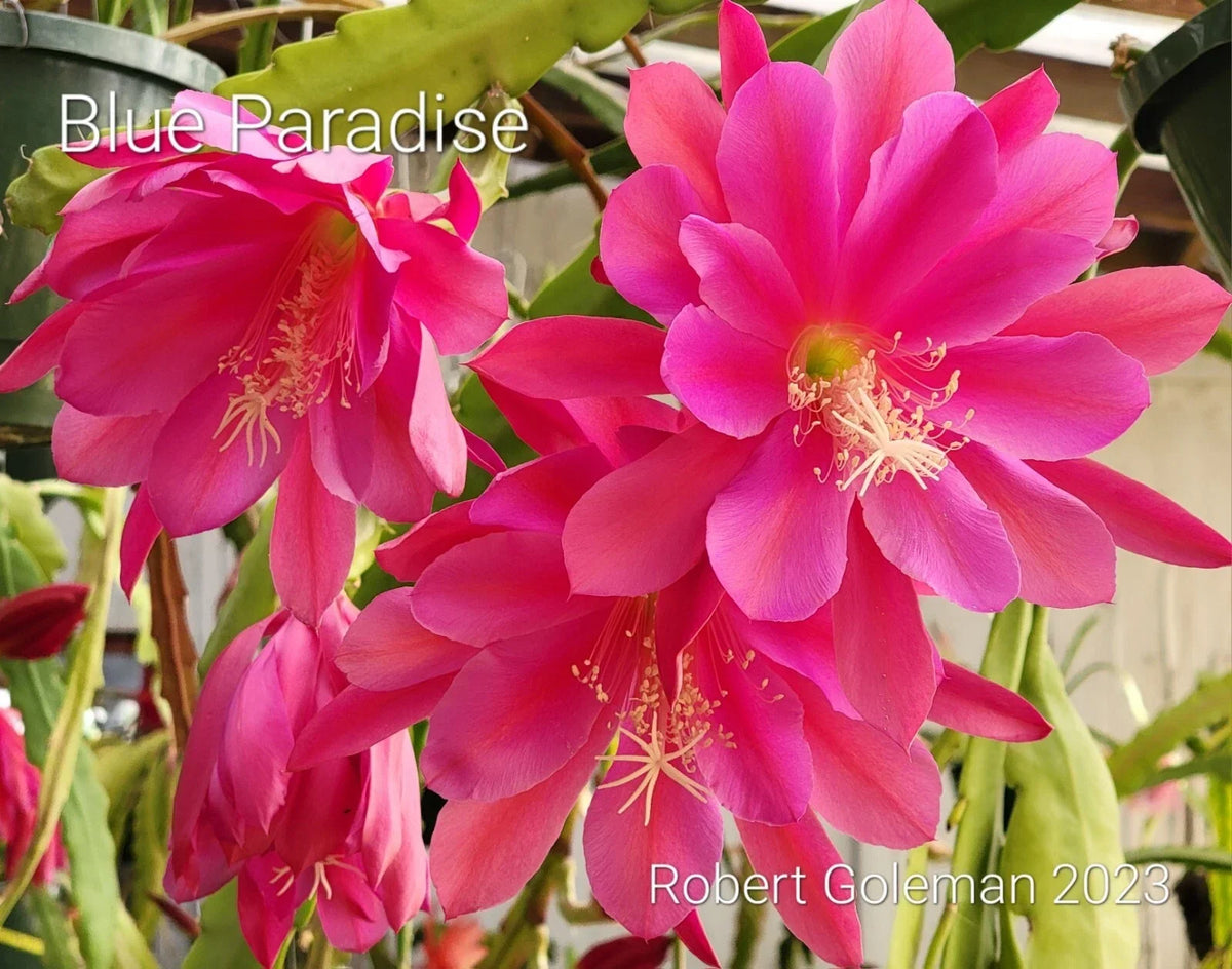 Epiphyllum 'Blue Paradise' Unrooted Cutting - Rare Orchid Cactus with Blue Flowers - Exotic Indoor Houseplant - Epiphyllum spp.
