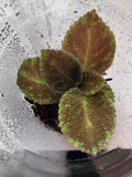 Episcia “Emerald Velvet” Flame Violet Starter Plant – Fuzzy Foliage, Indoor Houseplant, Gesneriad, Easy Care, Vibrant Tubular Blooms