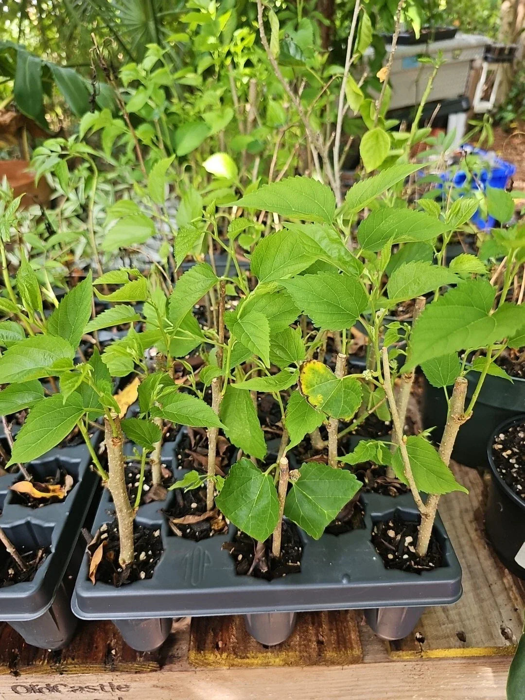 Dwarf Black Mulberry Live Plant – Organic Morus nigra Everbearing Tree for Pot or Garden