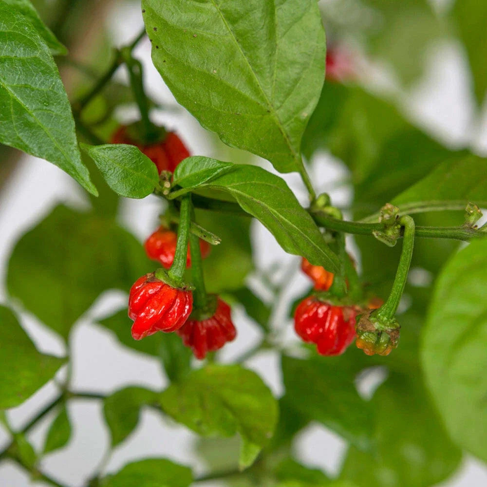 100 Dragon’s Breath Chili Pepper Seeds – Capsicum chinense – World's Hottest Red Pepper – Extreme Heat Super Hot Variety