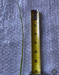 Jack The Bush Cuttings – 15 Unrooted 5-Inch Stem Propagules – Chromolaena odorata Medicinal Herb for Healing and Herbal Remedies