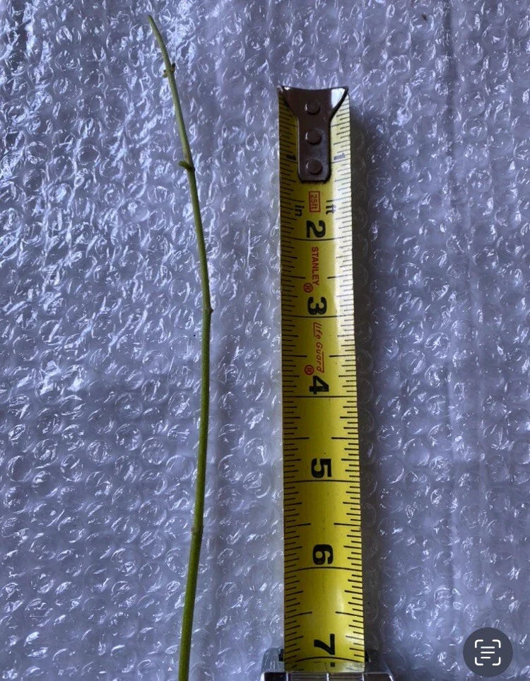 Jack The Bush Cuttings – 15 Unrooted 5-Inch Stem Propagules – Chromolaena odorata Medicinal Herb for Healing and Herbal Remedies