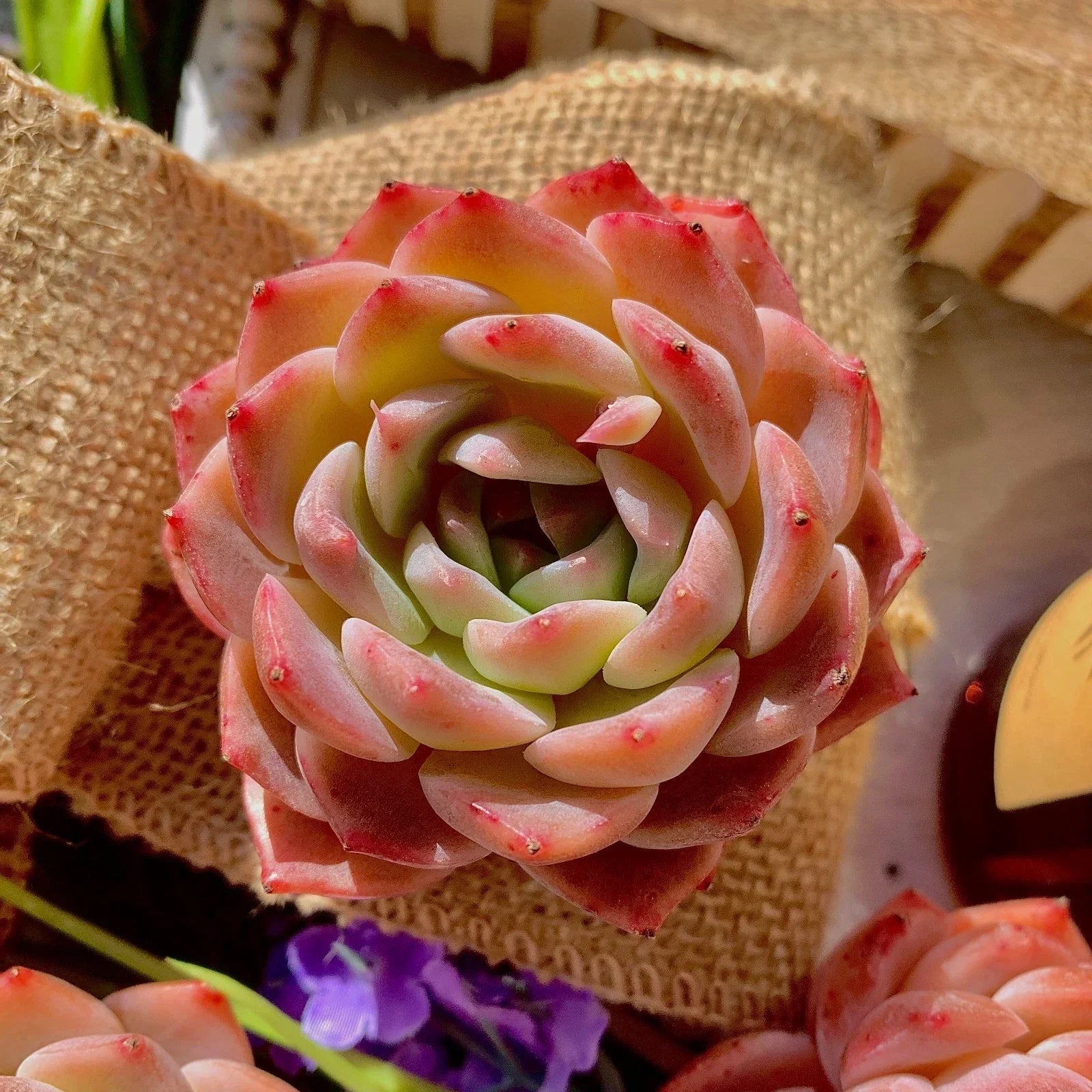 Echeveria ‘Little Beauty’ – Rare Live Succulent Plant – Compact Rosette – Bare Root Indoor and Outdoor Garden Starter