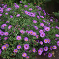 Aster ‘Wood’s Pink’ Live Starter Plant – Native Fall-Blooming Perennial for Borders, Pollinator Garden, Containers