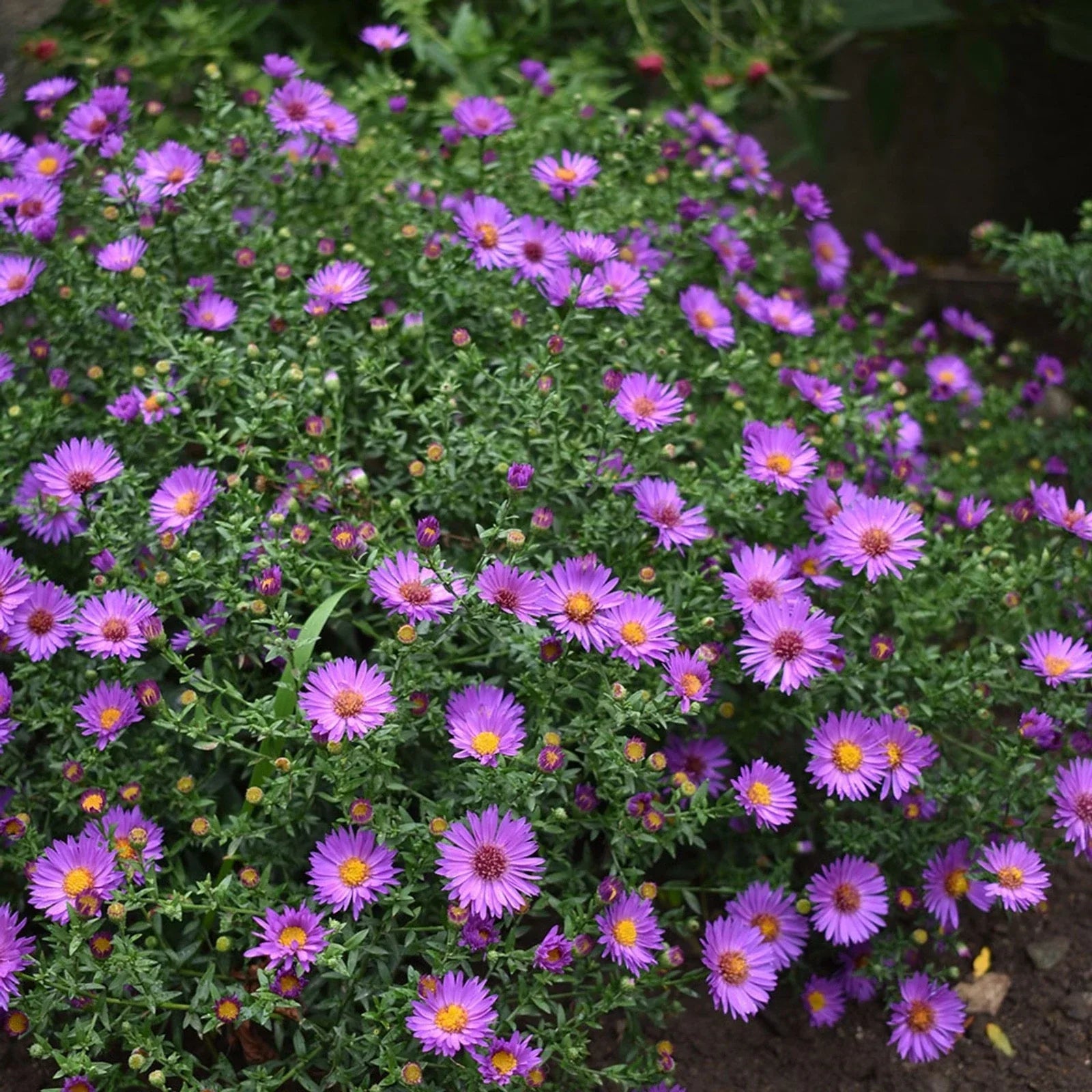 Aster ‘Wood’s Pink’ Live Starter Plant – Native Fall-Blooming Perennial for Borders, Pollinator Garden, Containers
