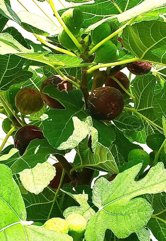 Hardy Chicago Fig Tree Cuttings Set of 3, Ficus carica ‘Hardy Chicago’ for Propagation, Cold Hardy Fruit Tree