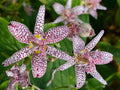 Tricyrtis ‘Sinonome’ Japanese Toad Lily – Shade-Loving Perennial with Orchid-Like Fall Blooms