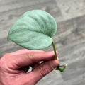 Scindapsus Pictus Silver Hero Cutting – Trailing Indoor Satin Pothos Plant Propagation