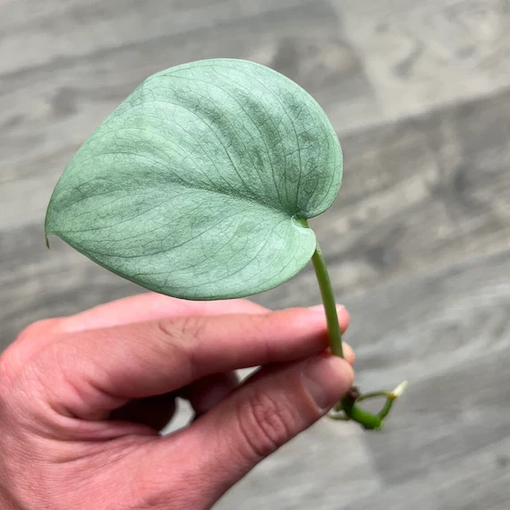 Scindapsus Pictus Silver Hero Cutting – Trailing Indoor Satin Pothos Plant Propagation