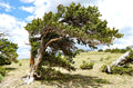 Bristlecone Pine Seedling 2-Year-Old Bare Root Pinus aristata Bonsai Tree Conifer for Landscape