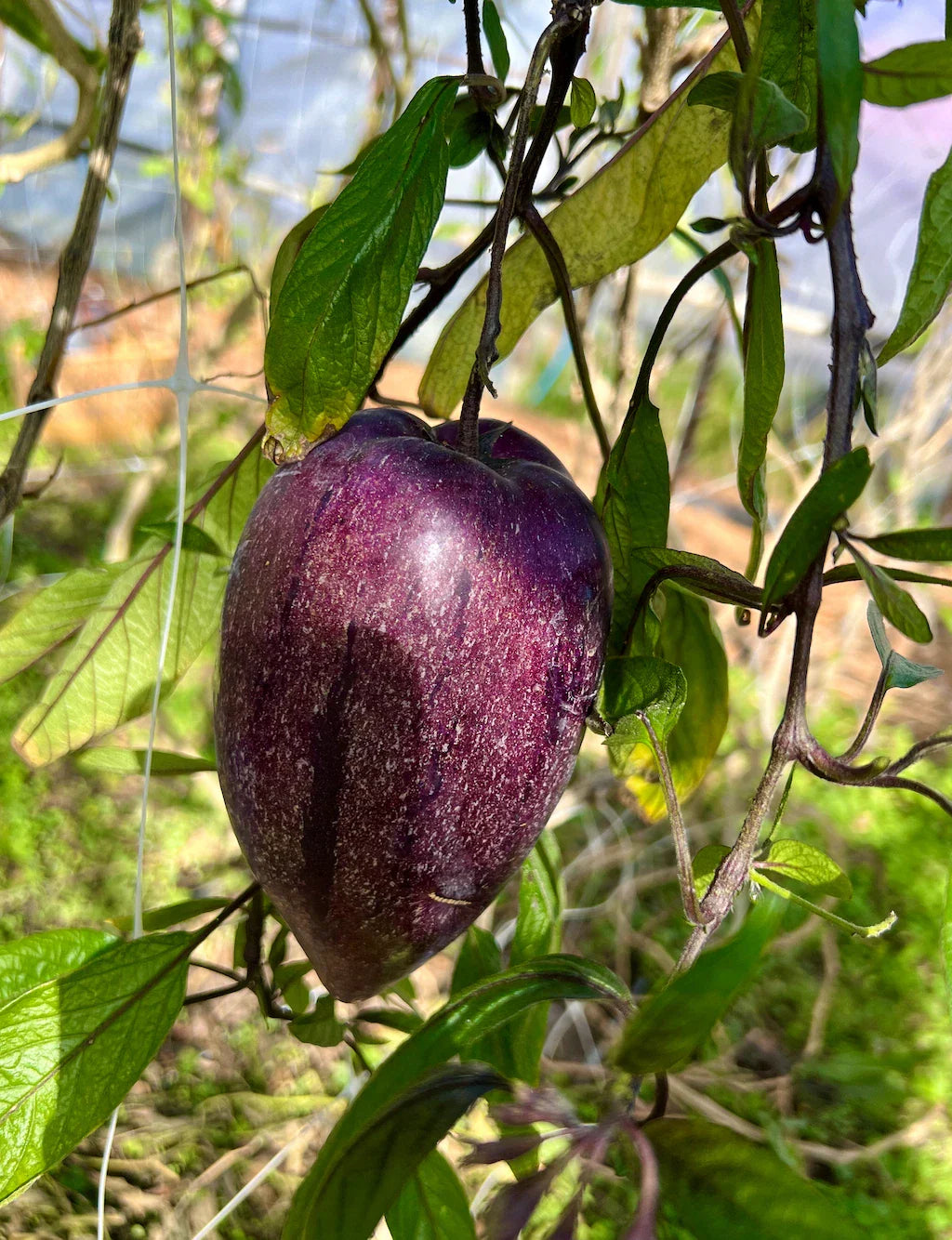 Deep Purple Pepino Melon Cuttings | Unrooted Solanum Muricatum | Sweet Juicy Fruit, Rare Tropical Veggie