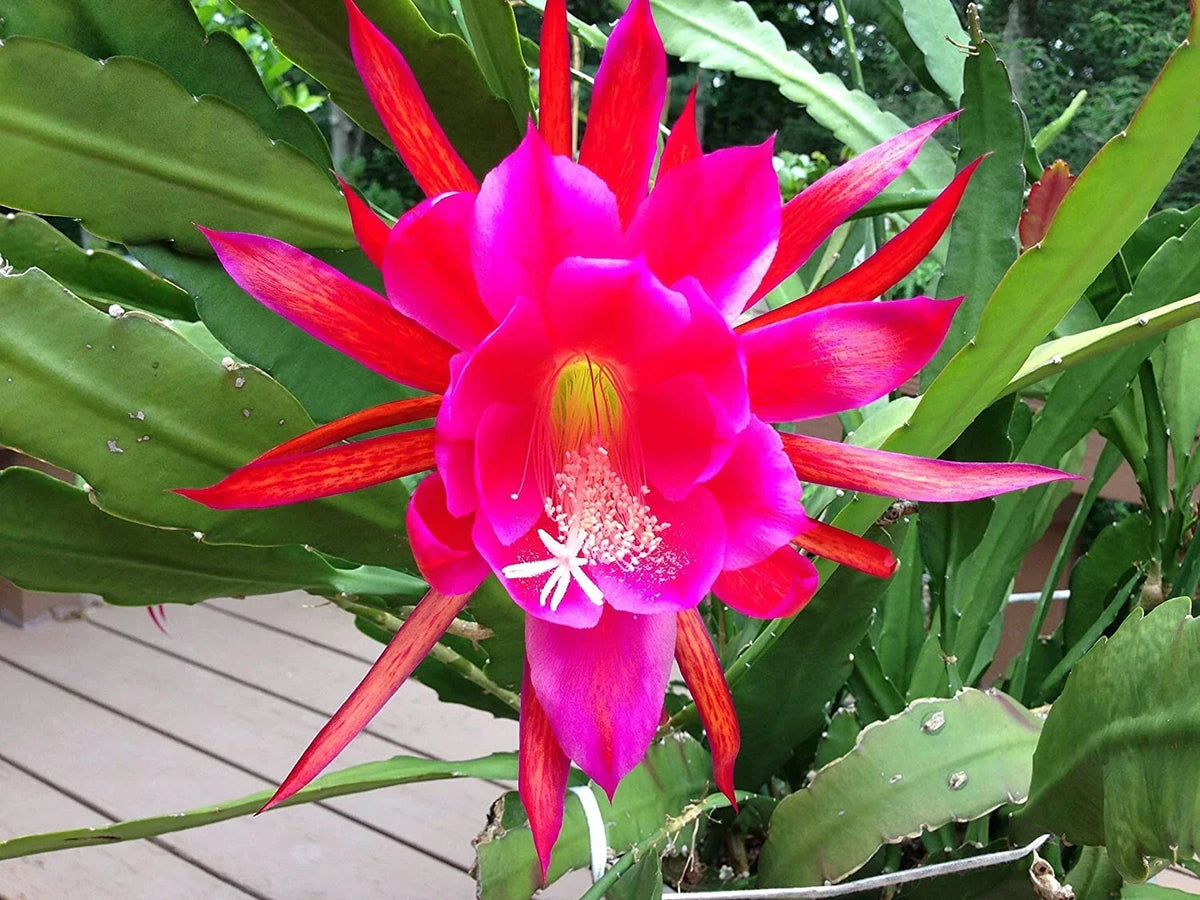 Rosy Swirl Orchid Cactus Cuttings - Epiphyllum - 2 Cuttings + Free Small Cutting for Indoor Gardening