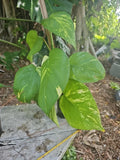 Giant Variegated Golden Pothos Plant 3.5" Pot Climbing Epipremnum aureum Indoor Decor