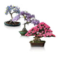 Flowering Bonsai Tree Seeds Bundle - 3 Varieties, Vibrant Flowers, Indoor & Outdoor Gardening, Compact Growth, Easy to Grow