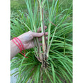 Organic Lemongrass Plant Stalks - 4 Live Rooted Cymbopogon citratus for Culinary & Garden Use