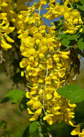 Golden Chain Tree Seeds - 50 Pack, Laburnum Anagyroides, Fast Growing, Hardy, Yellow Flowering Tree Seeds