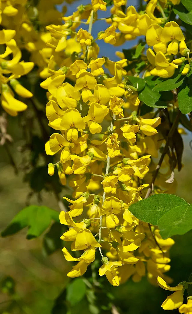Golden Chain Tree Seeds - 50 Pack, Laburnum Anagyroides, Fast Growing, Hardy, Yellow Flowering Tree Seeds