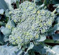 Broccoli Seeds 500 Calabrese Heirloom Non-GMO Brassica oleracea for Home Garden, Vegetables, Organic Gardening