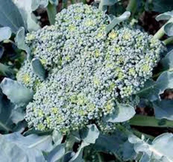 Broccoli Seeds 500 Calabrese Heirloom Non-GMO Brassica oleracea for Home Garden, Vegetables, Organic Gardening