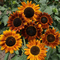 Sunflower Seeds Pack | Tall Sunset Shades | Helianthus annuus | Earthwalker 2025