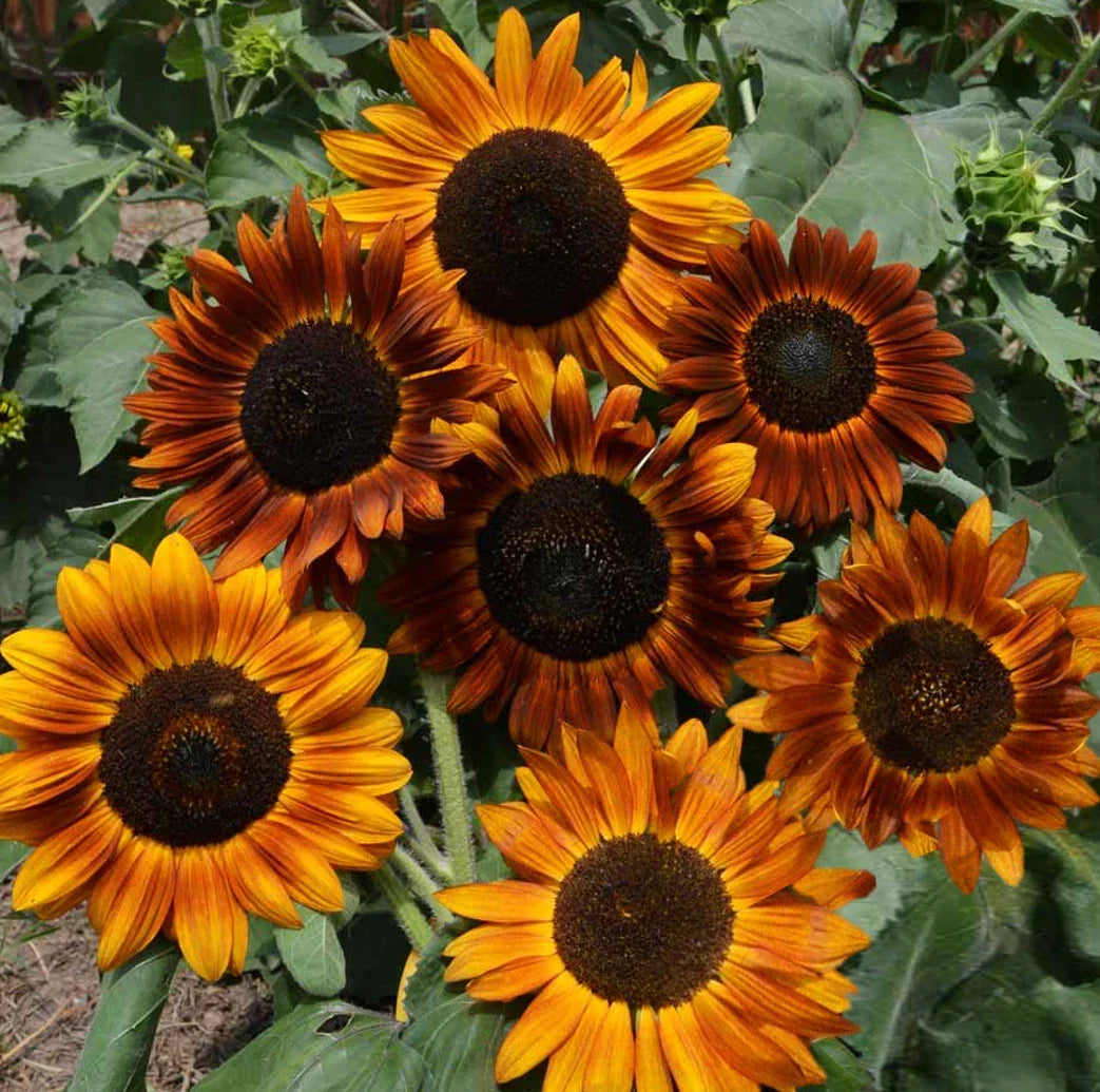 Sunflower Seeds Pack | Tall Sunset Shades | Helianthus annuus | Earthwalker 2025