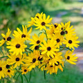 Swamp Sunflower Seeds - Perennial Wildflower for Poor Soils - Helianthus angustifolius - Native Pollinator Plant, Drought Tolerant, 100+ Seeds
