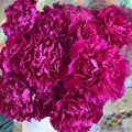 Southern Pink Carnation Seeds - 200+ Pack, Dianthus caryophyllus, Pink Flowers, Annual Garden Seeds for Borders & Containers