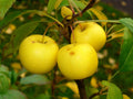 European French Crab Apple Seeds - Malus sylvestris - 30 Pack for Home Gardens, Fruit Trees, Ornamental, Pollinator-Friendly