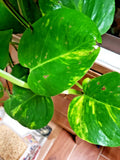 Epipremnum aureum Money Plant Cuttings – 4 Rooted Live Vining Plants, Low Light Houseplant, Trailing Indoor Plant
