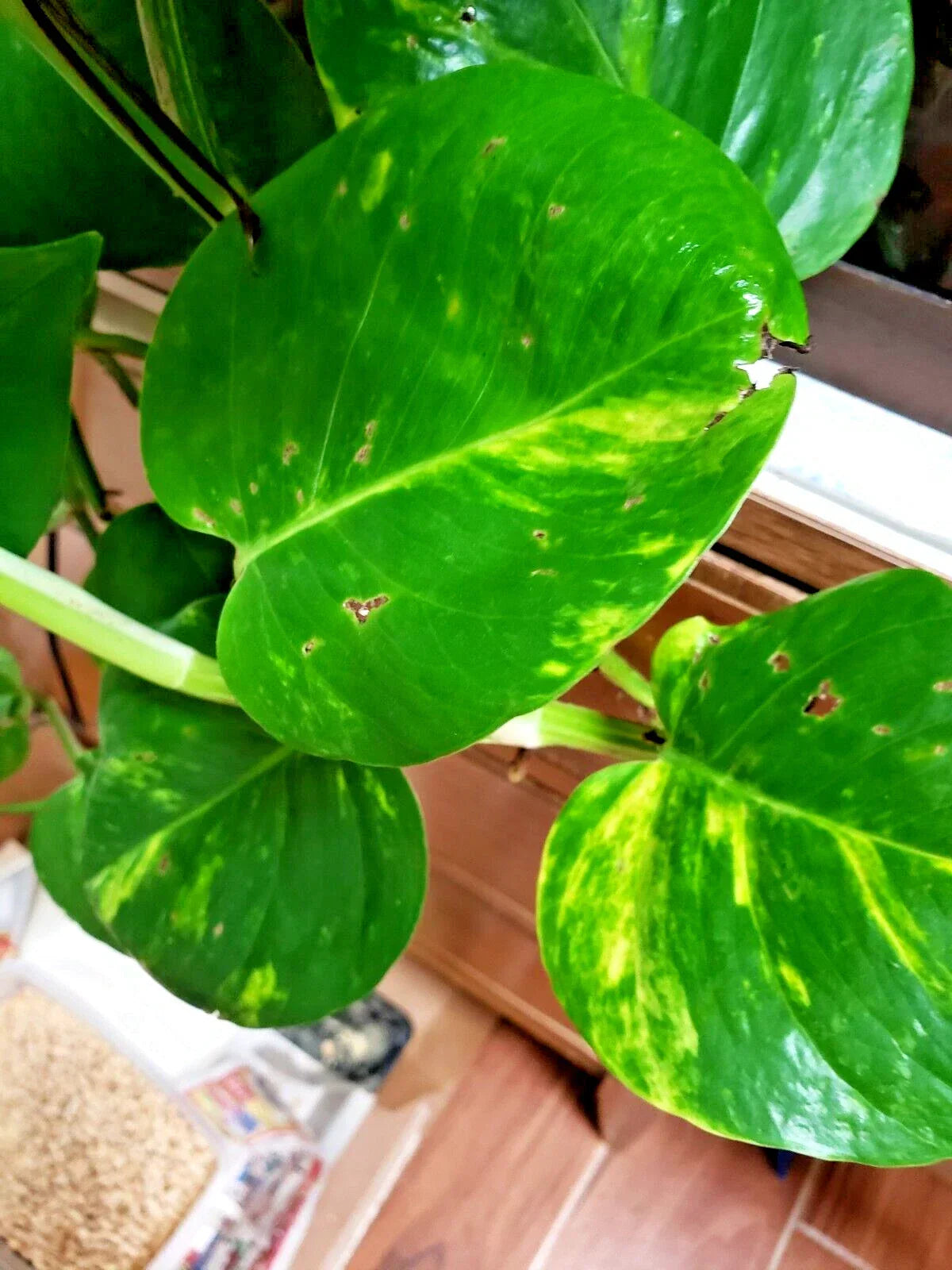 Epipremnum aureum Money Plant Cuttings – 4 Rooted Live Vining Plants, Low Light Houseplant, Trailing Indoor Plant