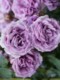 Unrooted Rose Cuttings 3 Quicksilver Climbing Rose Rosa 'Quicksilver' Garden Plant