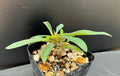 Euphorbia gottlebei Succulent - Rare Well-Rooted 2" Pot - Unique Architectural Succulent Plant