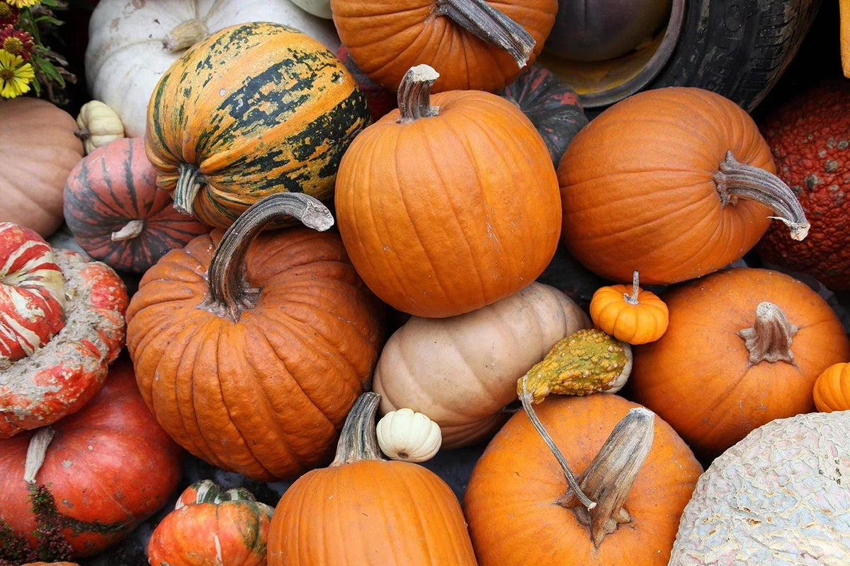 Pumpkin Seeds Kit - 30 Cucurbita pepo for Growing Pumpkins and Gourds