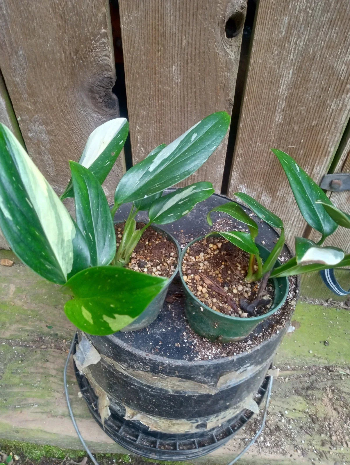 Variegated Monstera Standleyana Potted Plant - Fully Rooted 3.2 Inch Pot